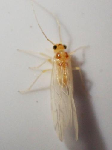 Valenzuela flavidus